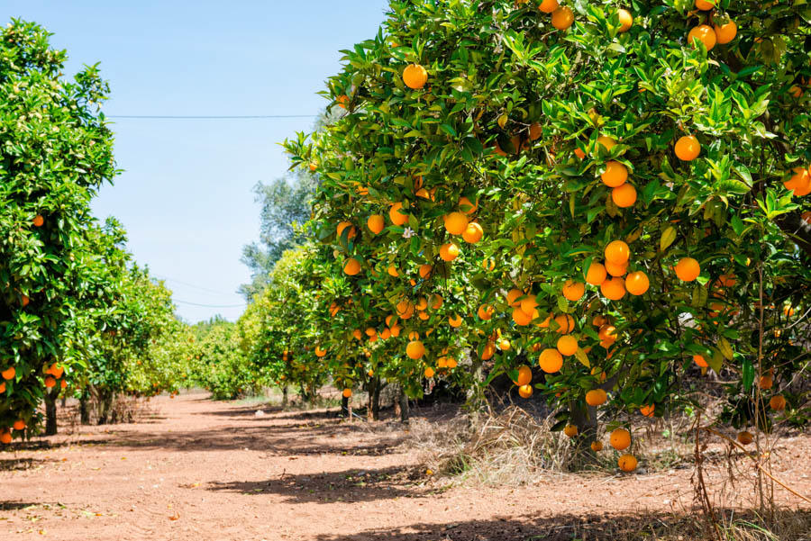 Detail Pictures Of Orange Trees Nomer 6