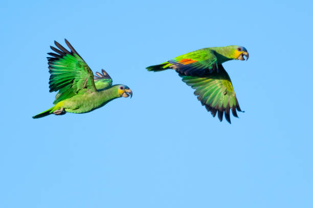 Detail Pictures Of Parrots Flying Nomer 23