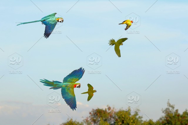 Detail Pictures Of Parrots Flying Nomer 54