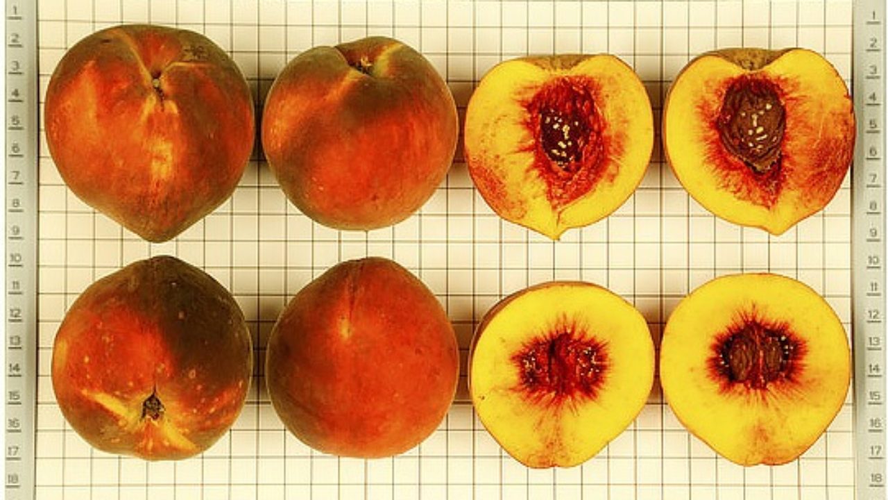 Detail Pictures Of Peaches Nomer 45