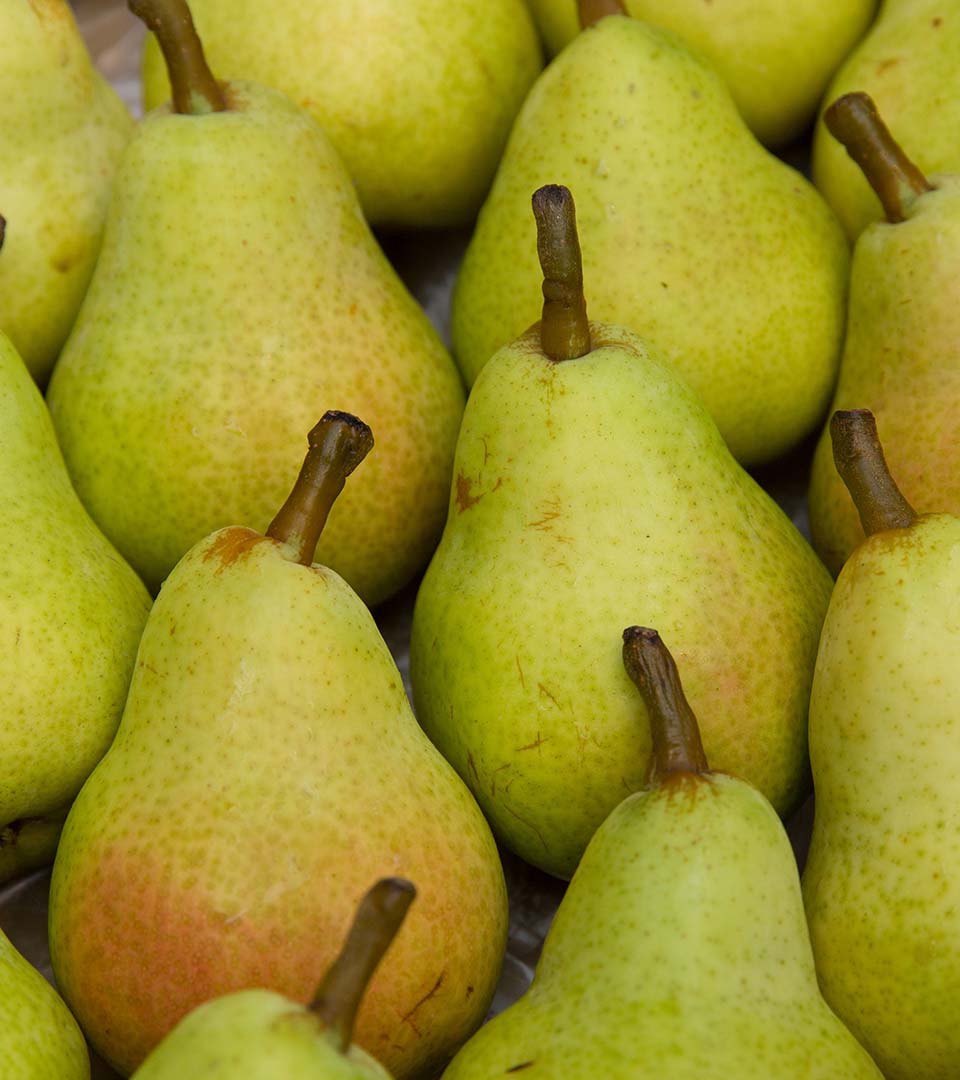 Detail Pictures Of Pears Fruit Nomer 20