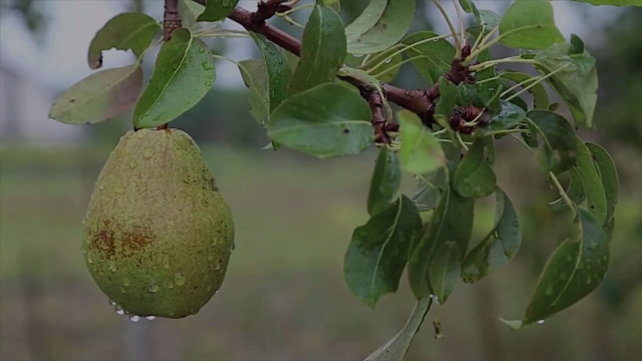 Detail Pictures Of Pears Fruit Nomer 44