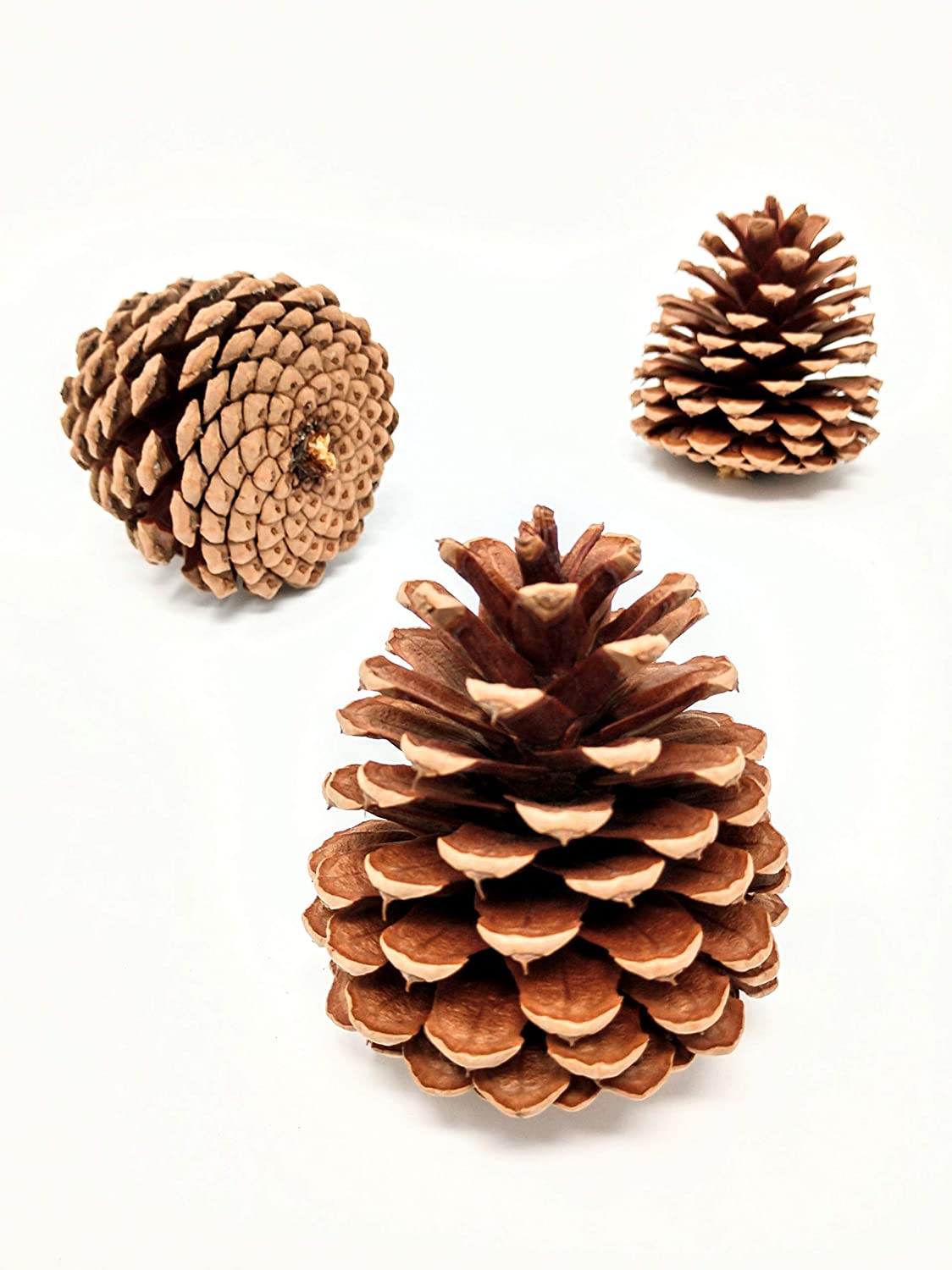 Detail Pictures Of Pine Cones Nomer 2