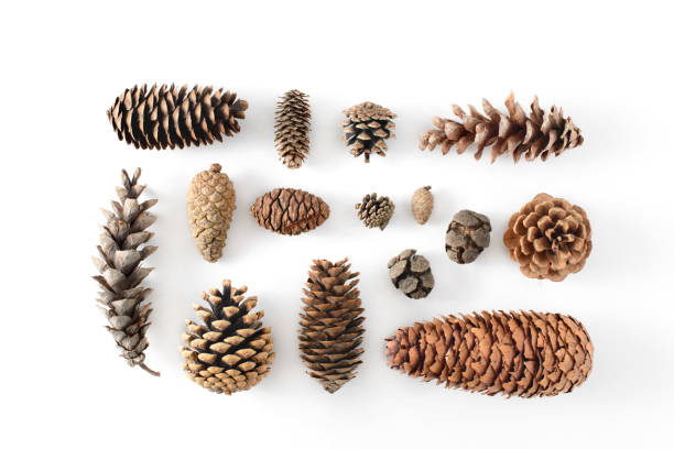 Detail Pictures Of Pine Cones Nomer 11
