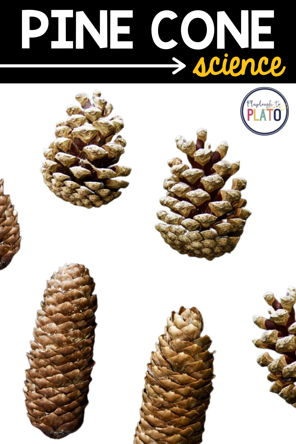 Detail Pictures Of Pine Cones Nomer 12