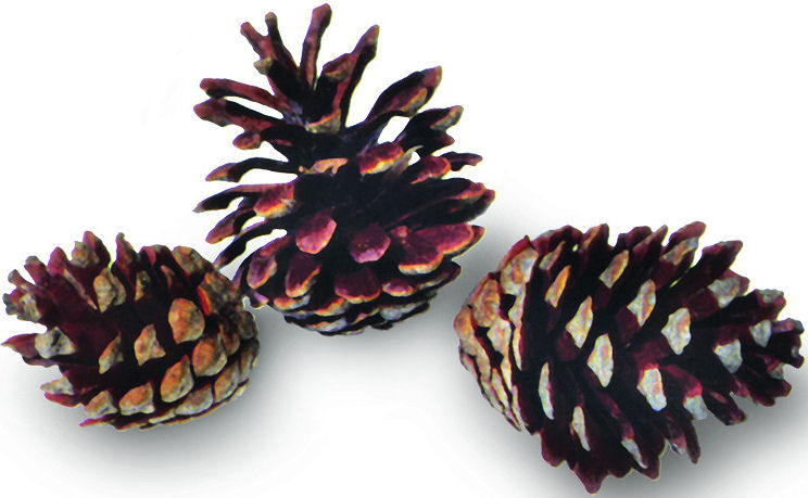 Detail Pictures Of Pine Cones Nomer 14