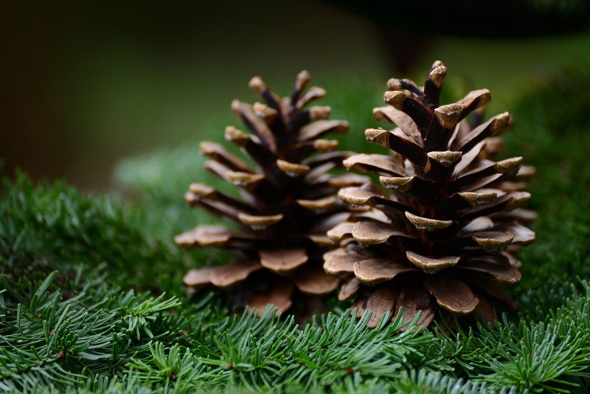 Detail Pictures Of Pine Cones Nomer 15