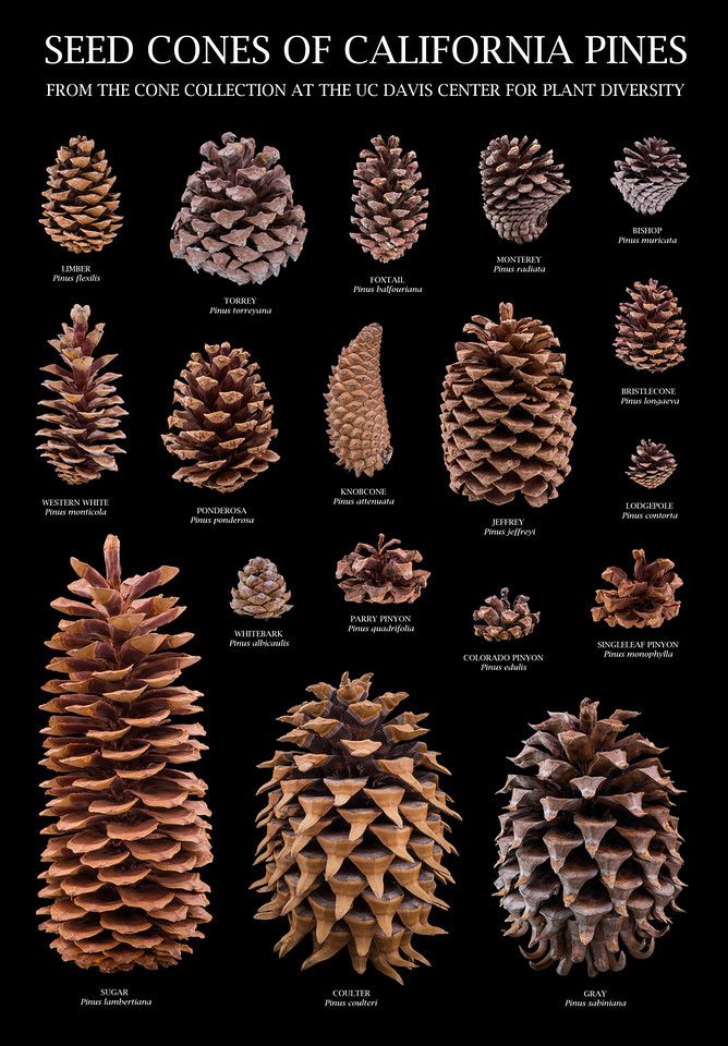 Detail Pictures Of Pine Cones Nomer 16