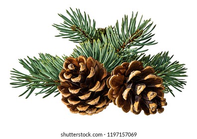 Detail Pictures Of Pine Cones Nomer 18