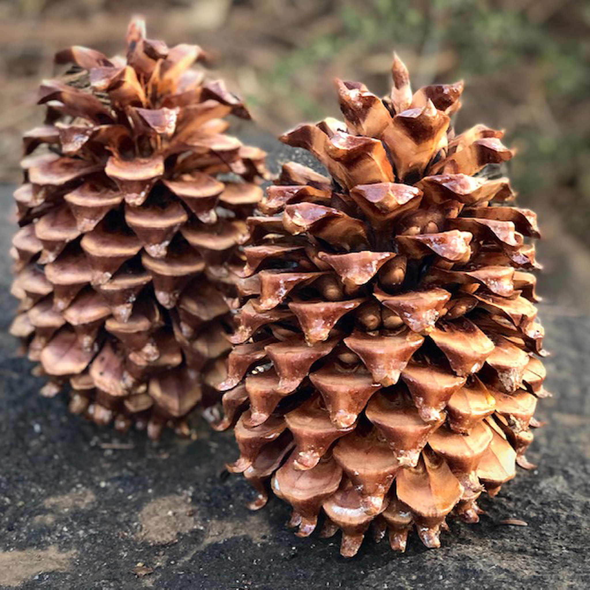 Detail Pictures Of Pine Cones Nomer 24