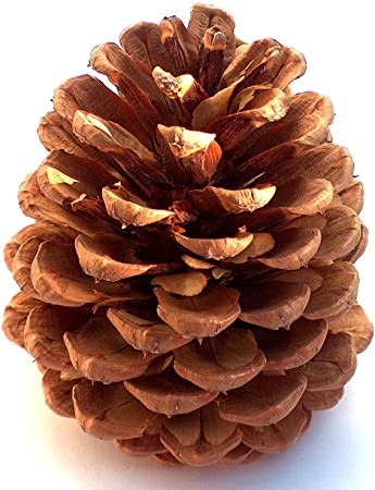 Detail Pictures Of Pine Cones Nomer 4