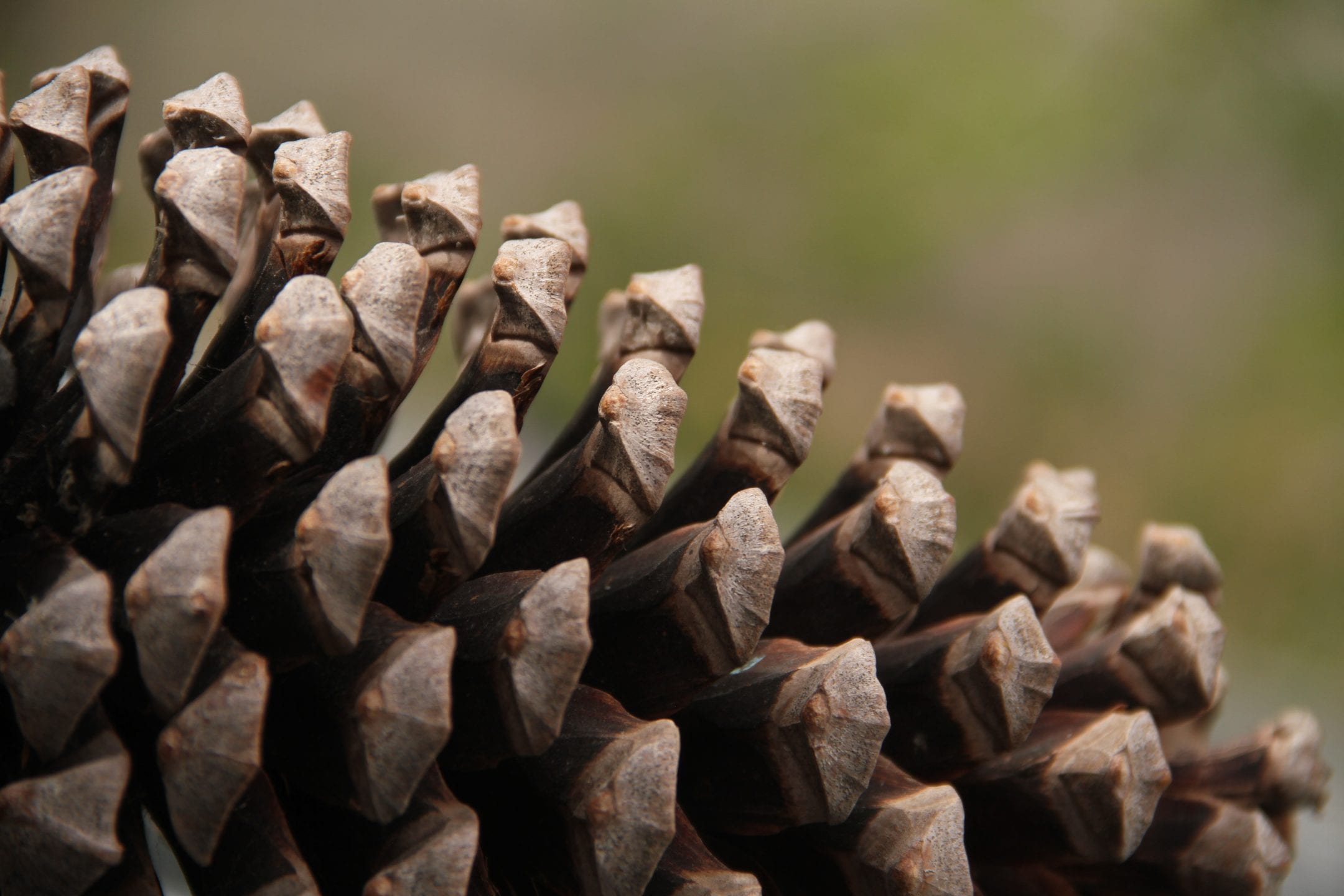 Detail Pictures Of Pine Cones Nomer 36