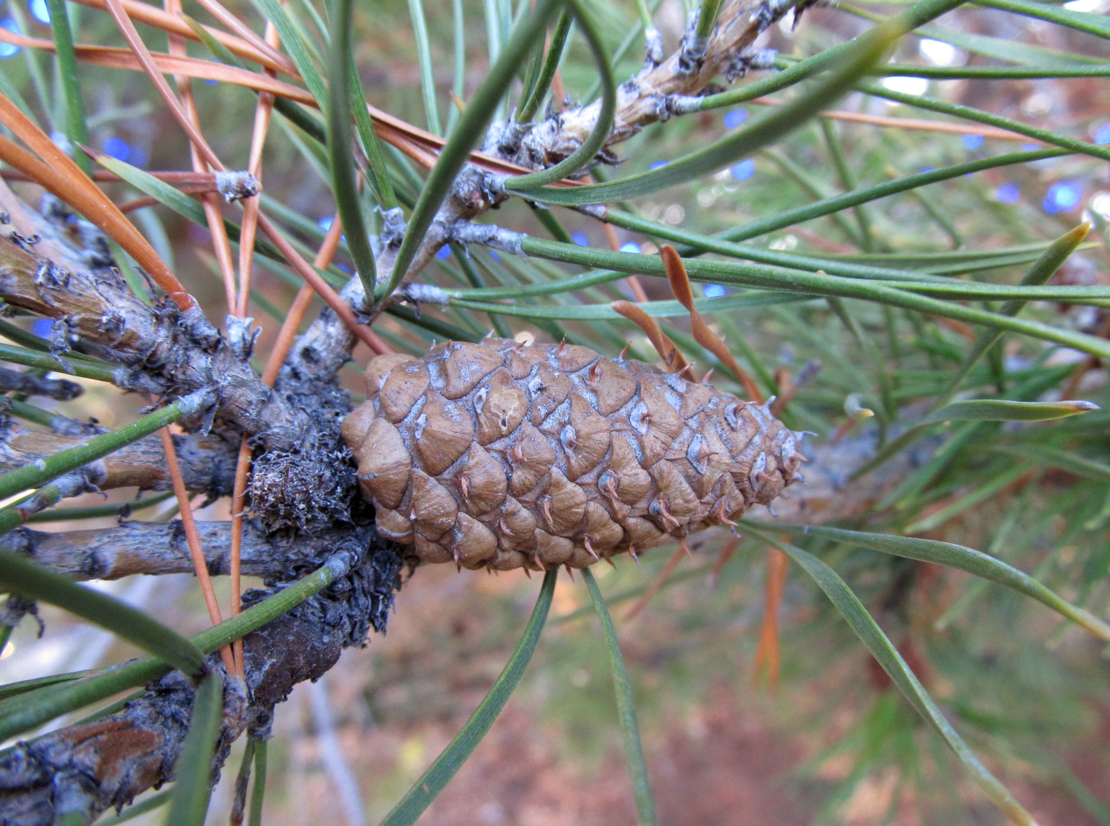 Detail Pictures Of Pine Cones Nomer 38