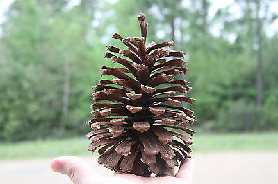 Detail Pictures Of Pine Cones Nomer 40