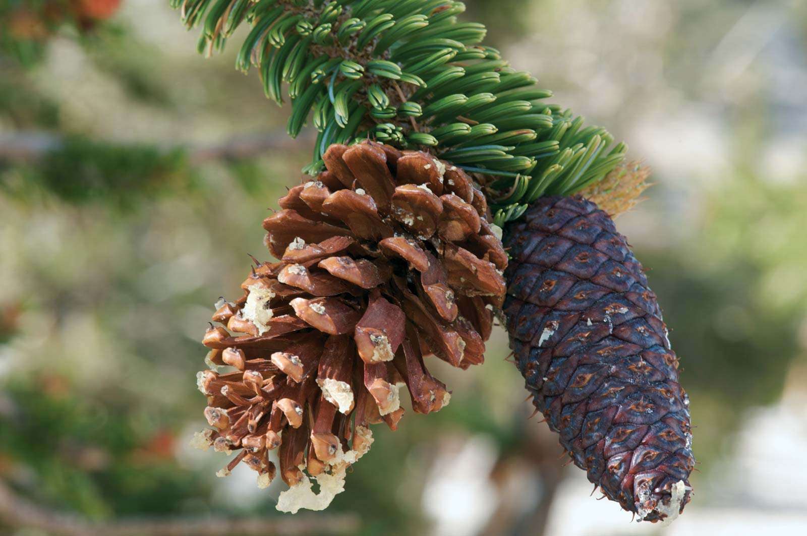 Detail Pictures Of Pine Cones Nomer 43