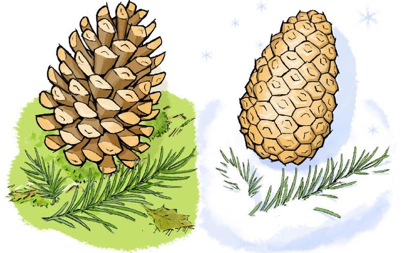 Detail Pictures Of Pine Cones Nomer 50