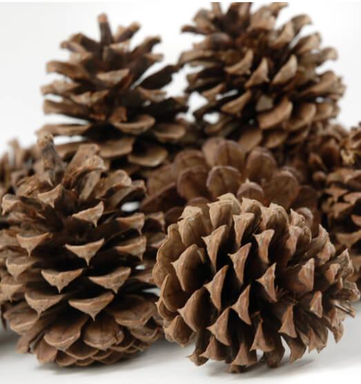 Detail Pictures Of Pine Cones Nomer 8