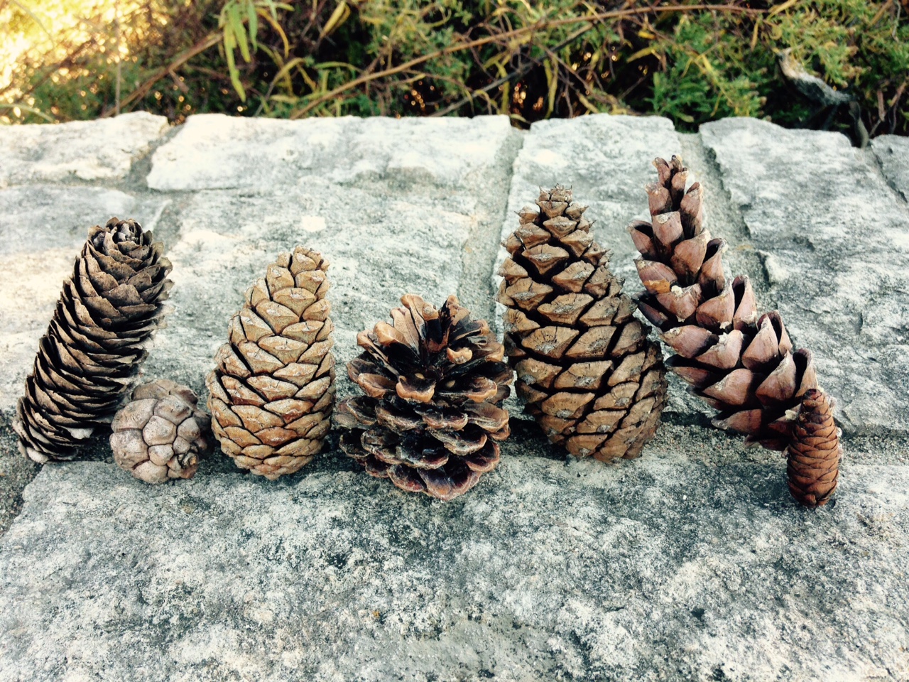 Detail Pictures Of Pine Cones Nomer 9