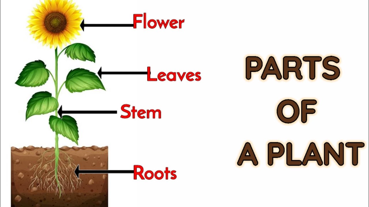 Detail Pictures Of Plants Nomer 31