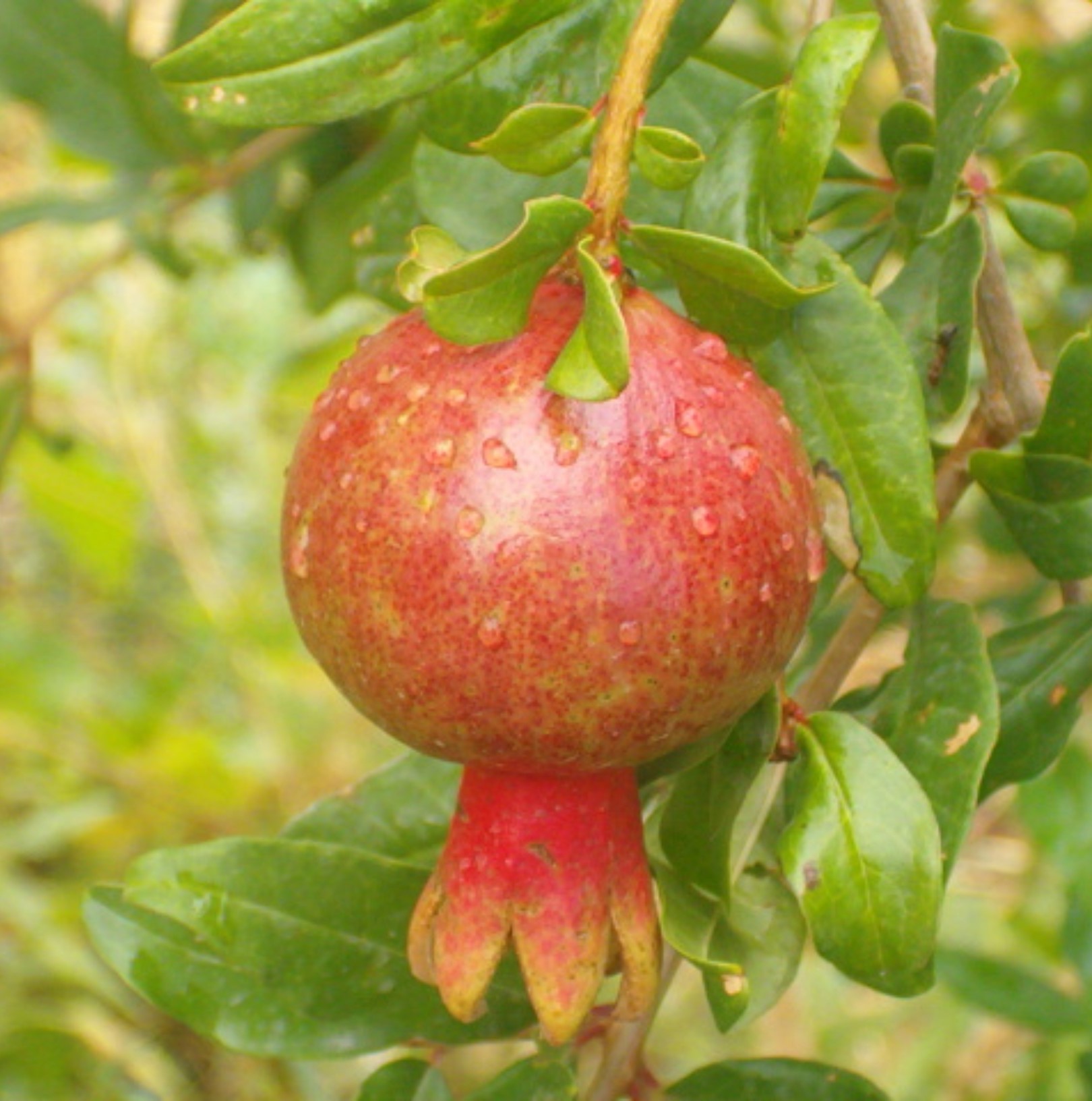 Detail Pictures Of Pomegranate Fruit Nomer 40