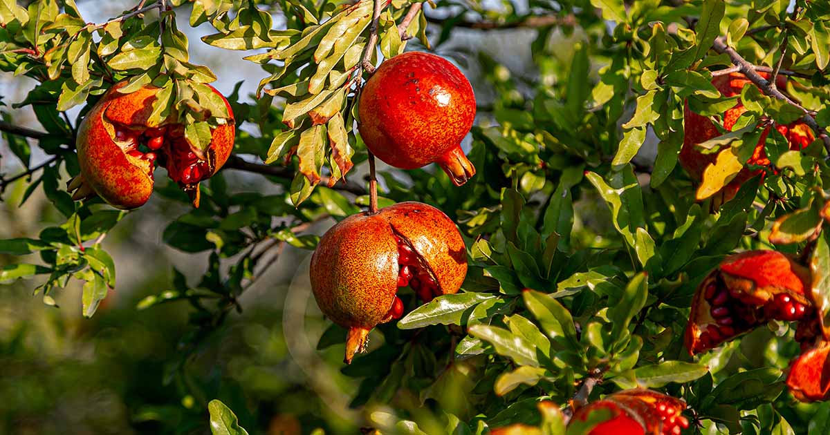 Detail Pictures Of Pomegranate Fruit Nomer 48