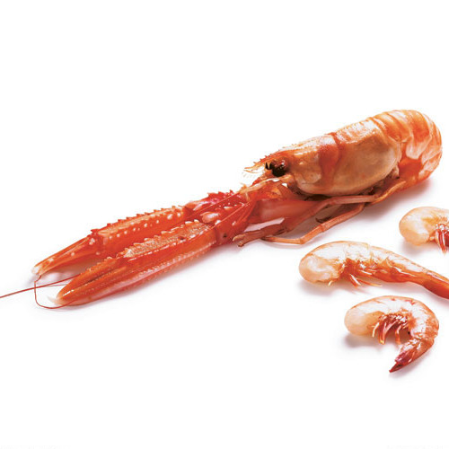 Detail Pictures Of Prawns And Shrimps Nomer 24