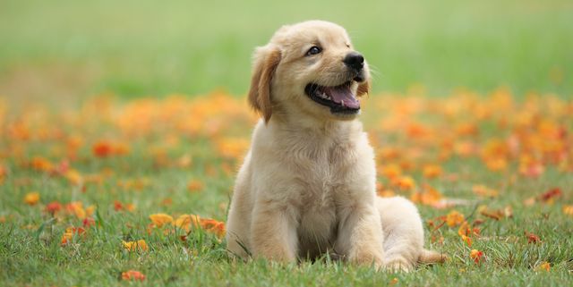 Pictures Of Puppy Dogs - KibrisPDR