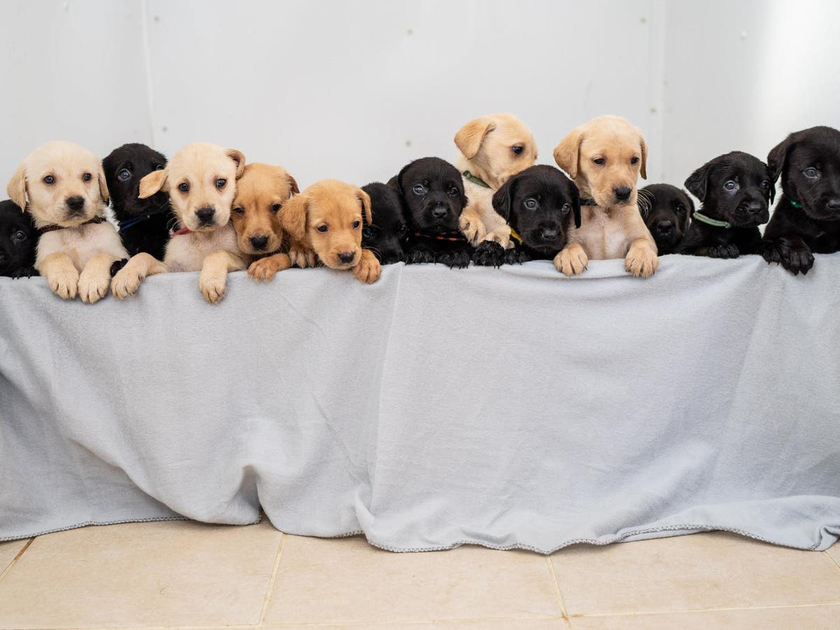 Detail Pictures Of Puppy Labradors Nomer 26