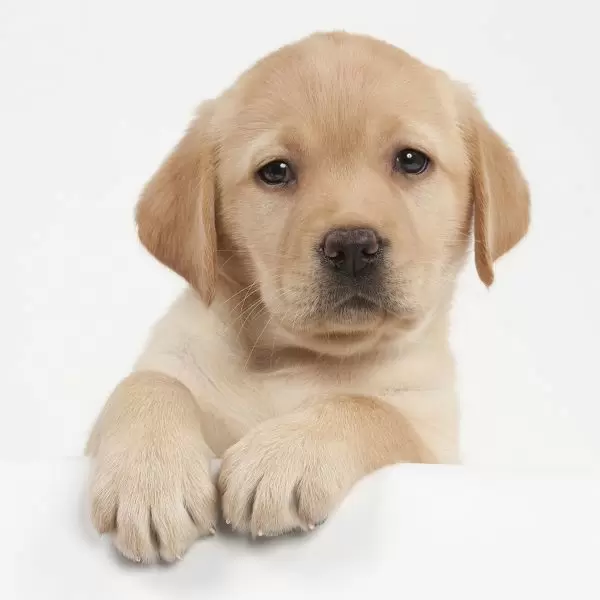 Detail Pictures Of Puppy Labradors Nomer 32