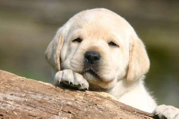 Detail Pictures Of Puppy Labradors Nomer 39