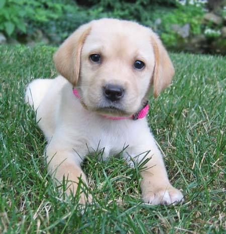 Detail Pictures Of Puppy Labradors Nomer 51