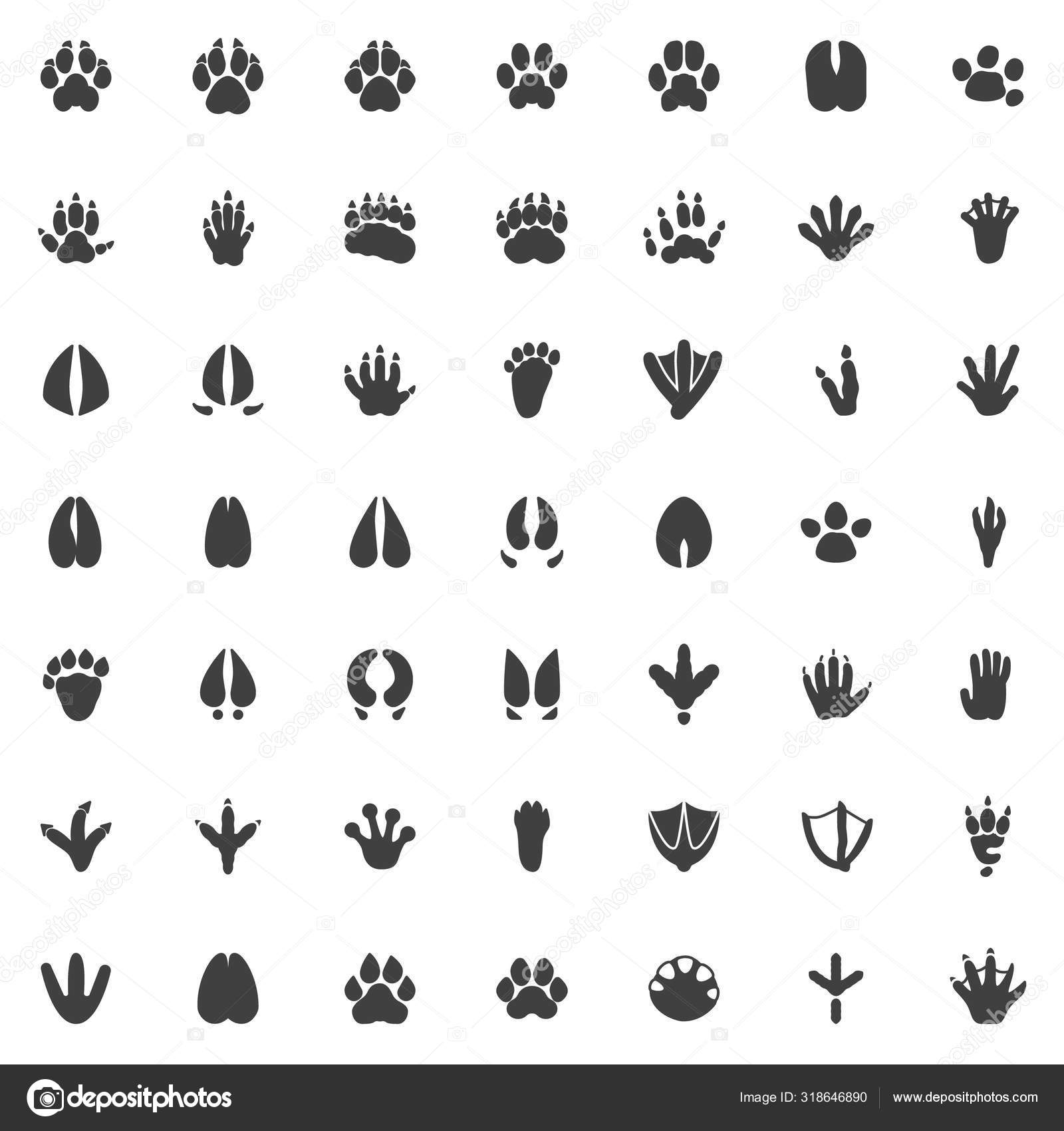 Pictures Of Raccoon Paw Prints