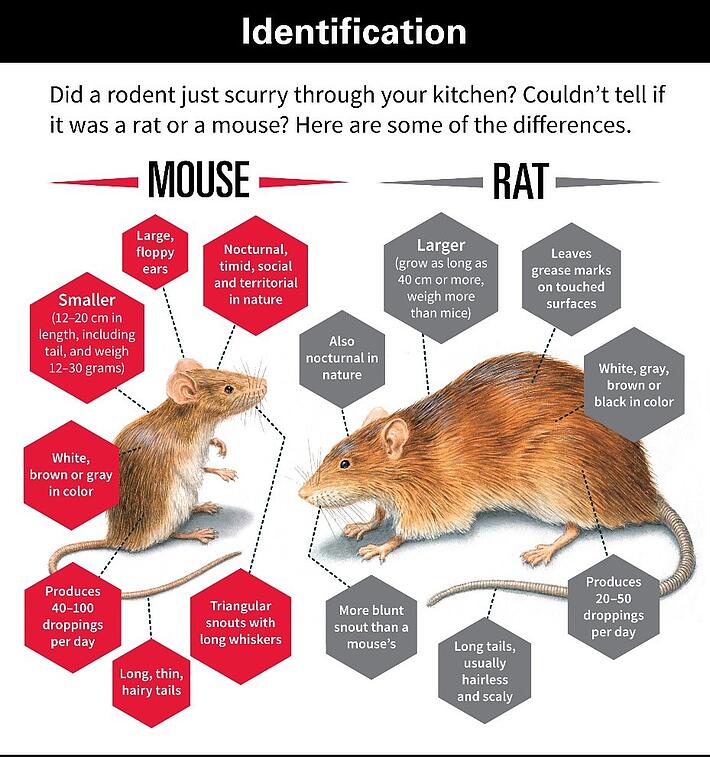 Pictures Of Rats And Mice - KibrisPDR