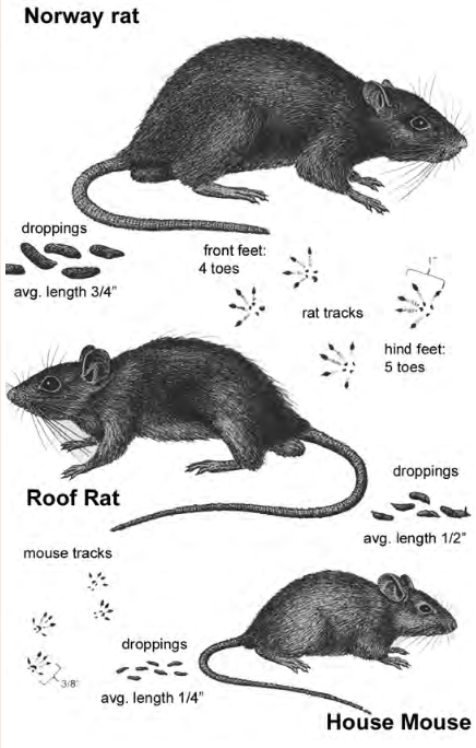 Detail Pictures Of Rats And Mice Nomer 14