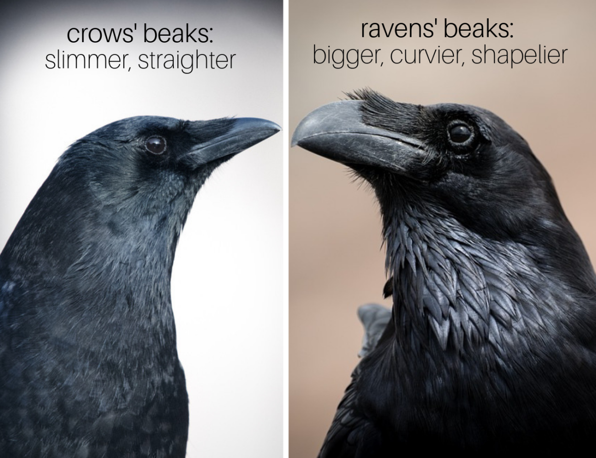 Detail Pictures Of Ravens And Crows Nomer 7