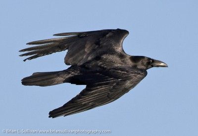 Detail Pictures Of Ravens In Flight Nomer 24