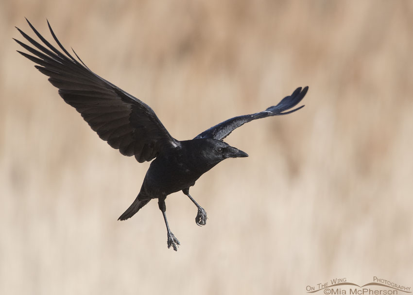 Detail Pictures Of Ravens In Flight Nomer 27