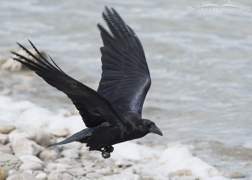 Detail Pictures Of Ravens In Flight Nomer 37