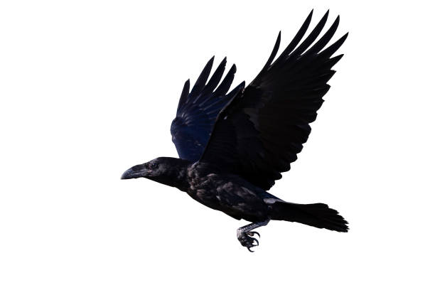 Detail Pictures Of Ravens In Flight Nomer 6