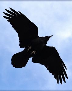 Detail Pictures Of Ravens In Flight Nomer 8