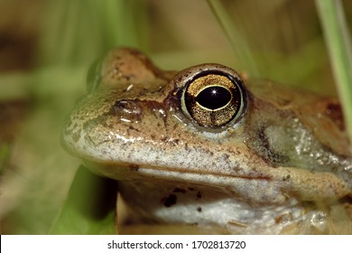 Pictures Of Real Frogs - KibrisPDR