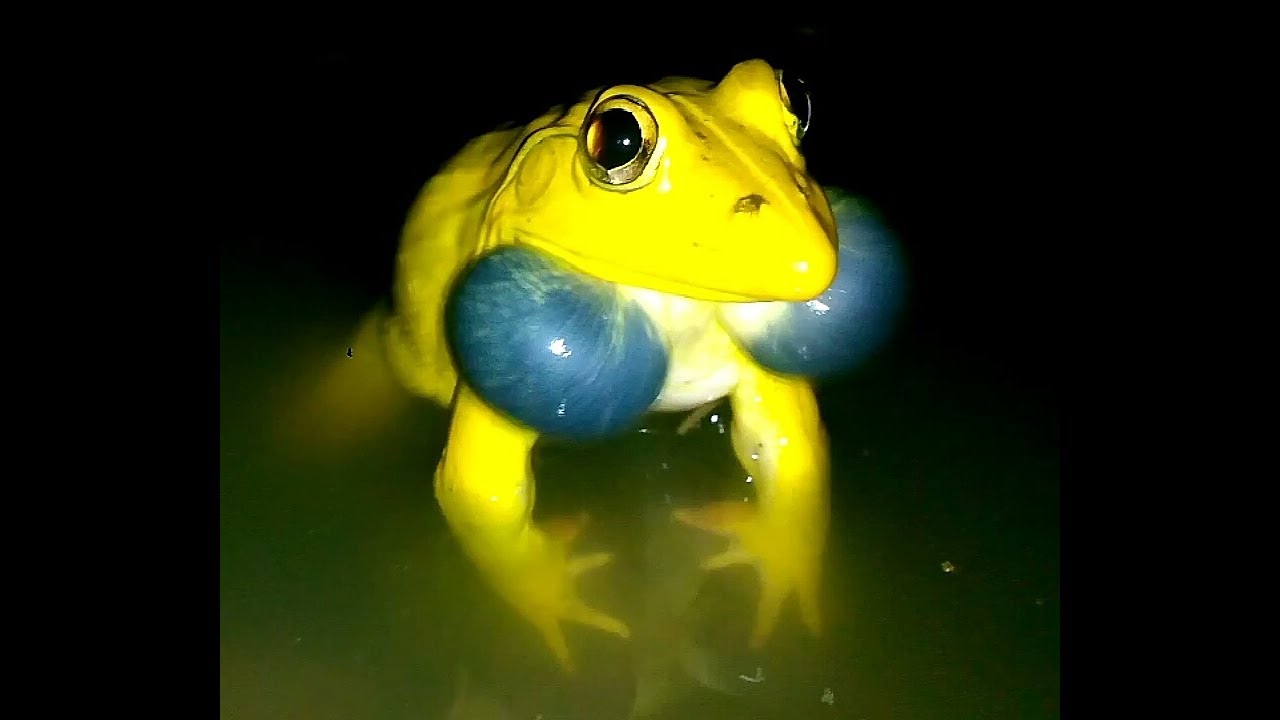 Detail Pictures Of Real Frogs Nomer 32