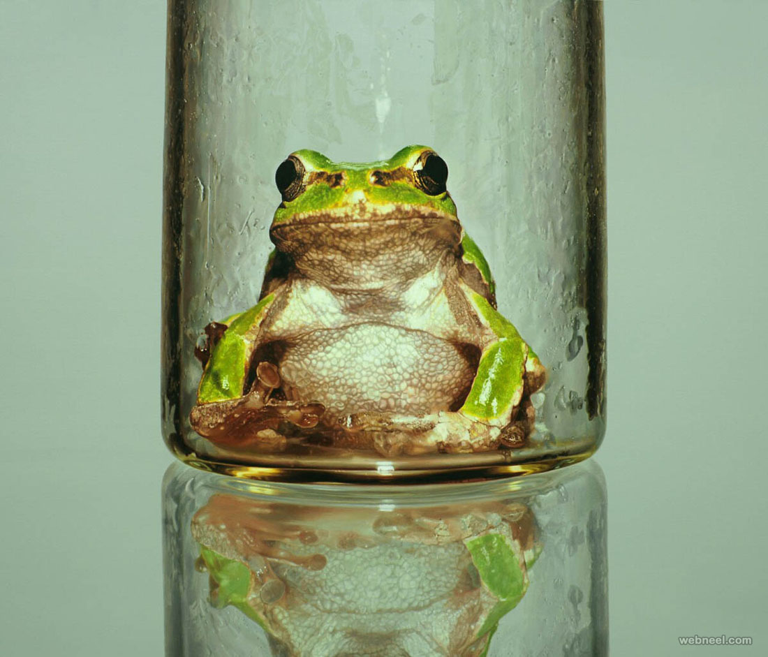 Detail Pictures Of Real Frogs Nomer 41
