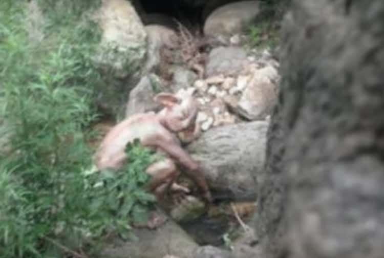Detail Pictures Of Real Goblins Nomer 17