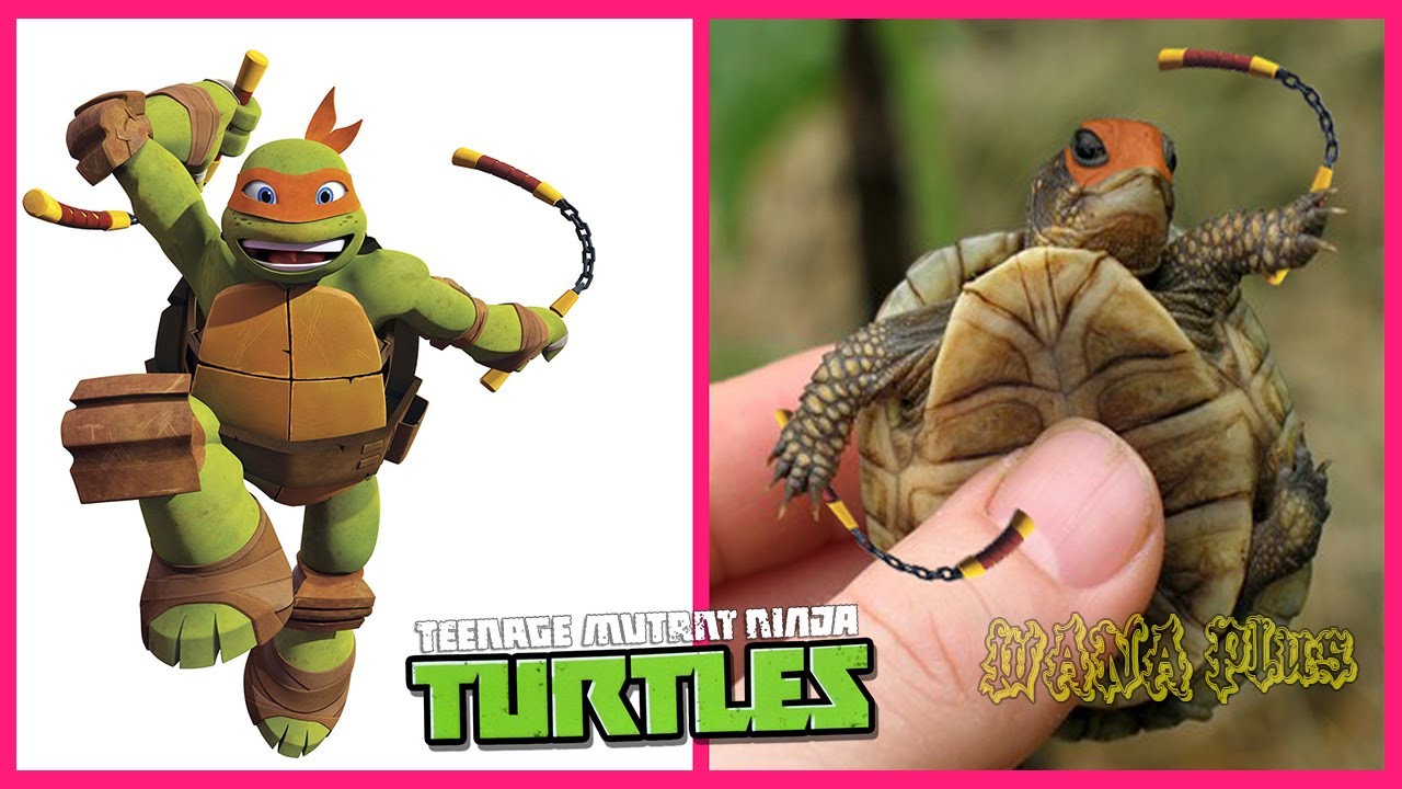 Detail Pictures Of Real Ninja Turtles Nomer 2