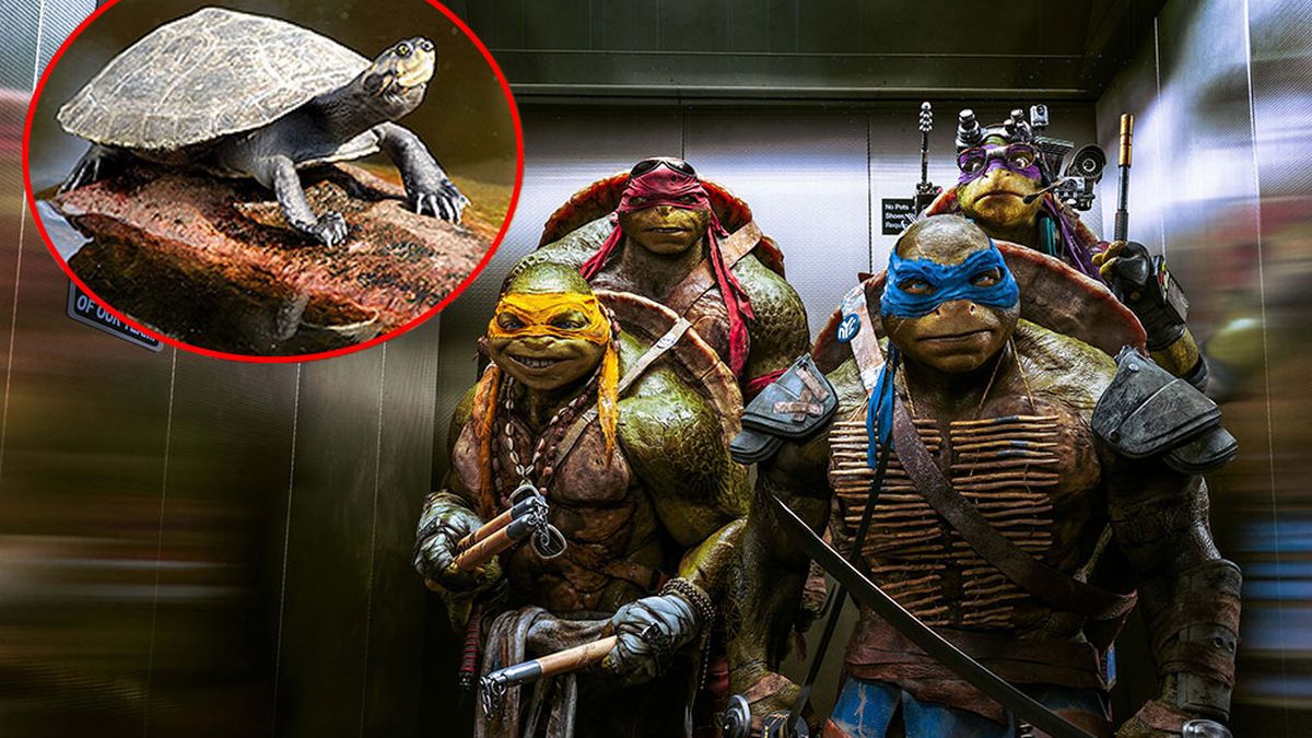 Detail Pictures Of Real Ninja Turtles Nomer 5