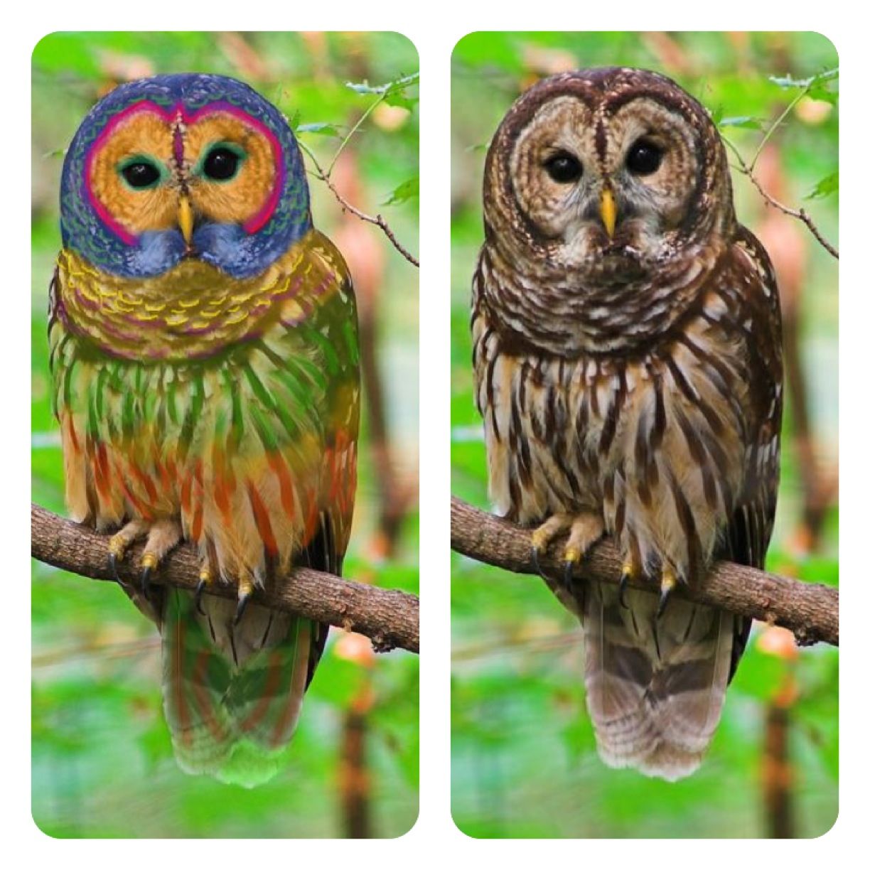 Detail Pictures Of Real Owls Nomer 30