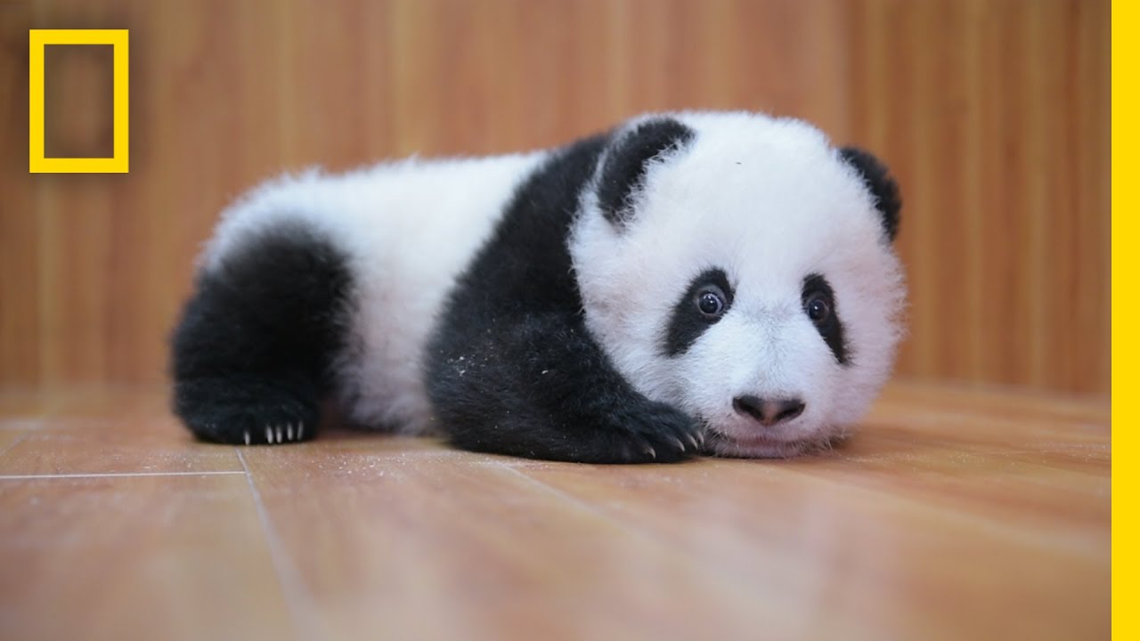 Detail Pictures Of Real Pandas Nomer 9