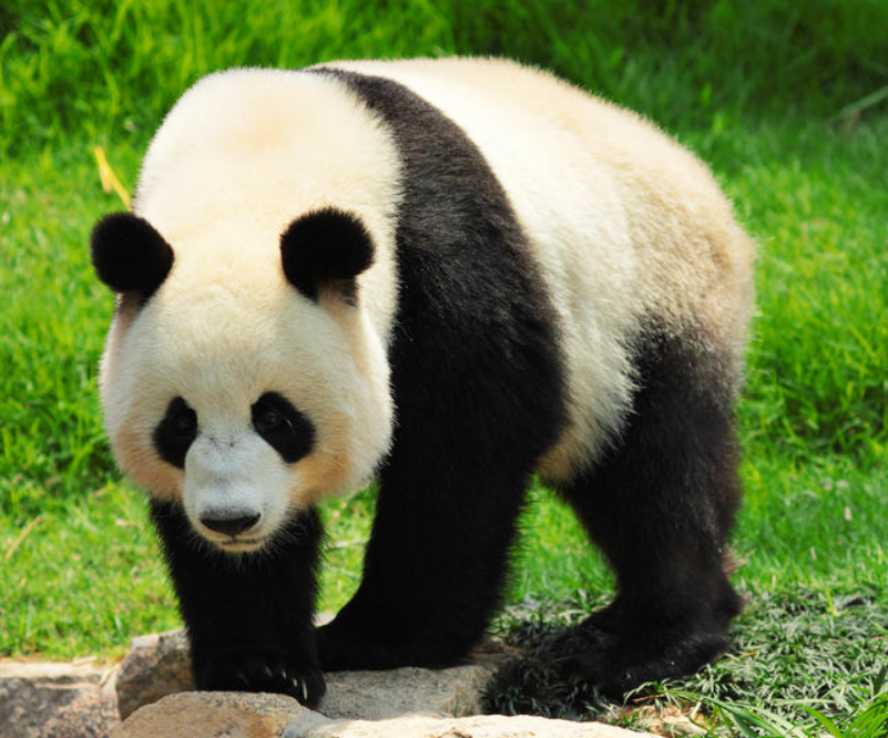 Detail Pictures Of Real Pandas Nomer 10