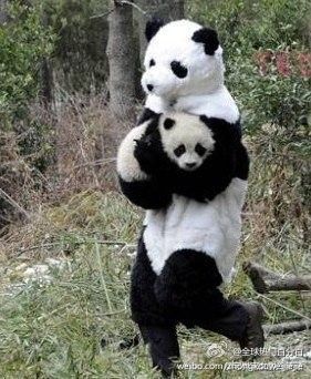 Detail Pictures Of Real Pandas Nomer 13